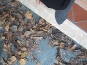 i miei piedi e foglie